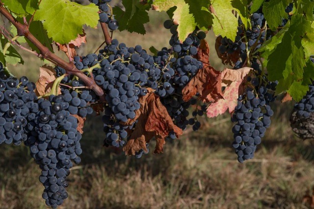 Vendanges 2020