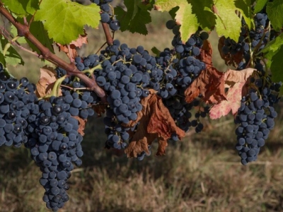 Vendanges 2020